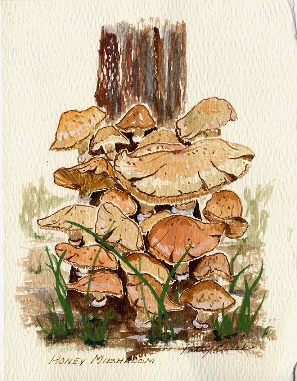 My Sister Patty s Mushroom Etchings